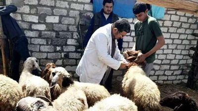 بيطري الشرقية تحذر من خطورة مرض الحمى القلاعية
