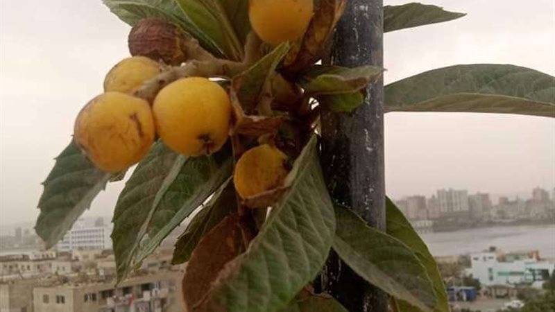 التجربة