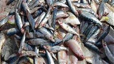 الطب البيطري يضبط 830 كجم أسماك فاسدة بالجيزة