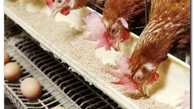 استقرار أسعار الدواجن والبيض اليوم السبت 15-4-2023