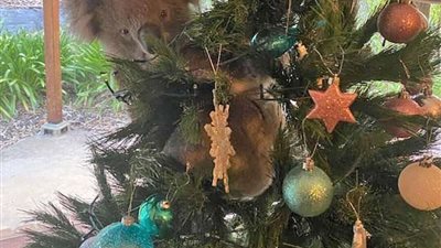 حلال أم حرام.. حكم شراء شجرة الكريسماس