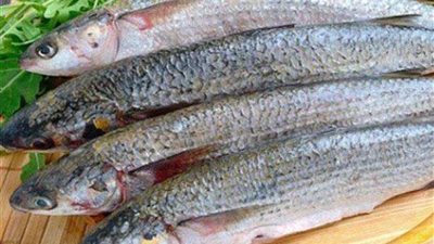 نصائح هامة قبل تناول الفسيخ والرنجة في شم النسيم