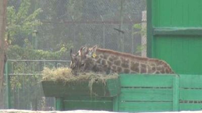 رئيس حديقة الحيوان يكشف كواليس وفاة ذكر الزراف