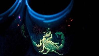 القطرة بـ130 دولار واللتر بملايين.. ما لا تعرفه عن أغلى سائل بالعالم