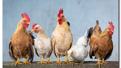 تراجع أسعار الدواجن اليوم الثلاثاء قبل إجازة عيد الفطر