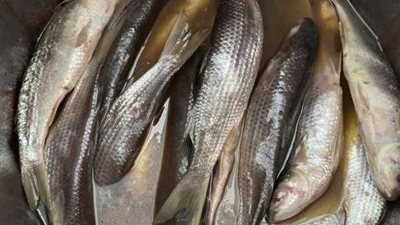 قبل العيد.. تعرف على أعراض التسمم بعد تناول الفسيخ