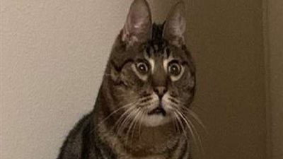 يعاني من العمى والصمم الجزئى.. قط يتحول إلى نجم السوشيال ميديا بسبب تعبيراته (صور)