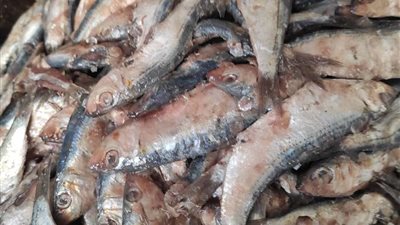 ضبط 2.5 طن فسيخ مجهول المصدر بالسيدة زينب