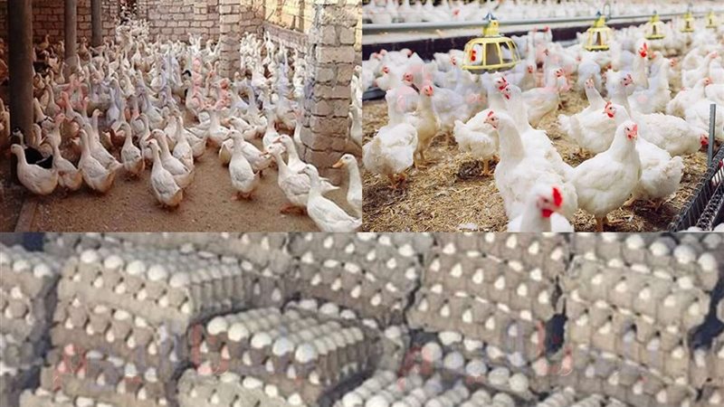 أسعار الدجاج والبيض