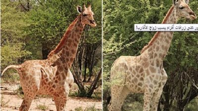 بسبب زواج الأقارب.. العثور على زرافات أقزام في إفريقيا
