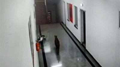 فهد صغير يتجول داخل جامعة.. فيديو