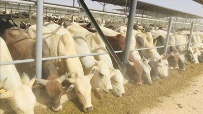 خلال 2020.. تشغيل أحد أكبر المجازر الآلية في مصر بتوشكى