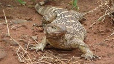 ظهور حيوان يشبه التمساح بترعة الملاح في أسيوط