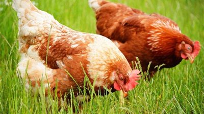 سلالة قاتلة من الطيور تثير الذعر في أوروبا