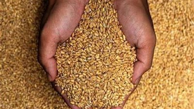 توريد 5661 طن من محصول القمح بالشون والصوامع الحكومية بمراكز المنيا