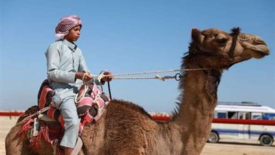 انطلاق سباقات الهجن بالعريش بحضور عدد من الوزراء والمحافظين ونجوم الفن والإعلام