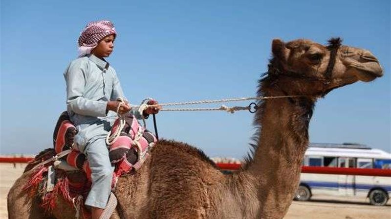 فاعليات سباق الهجن