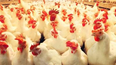 أسعار الدواجن اليوم الخميس..الكيلو بـ64 جنيها