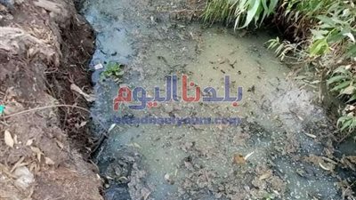 اختلاط صرف مزارع البط بمياه الري شكوى أصحاب الأراضي الزراعية بالمحلة (صور)
