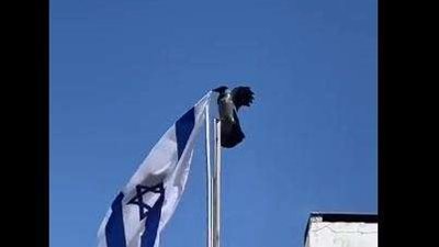 شاهد.. طائر ينزع العلم الإسرائيلي.. ونشطاء: علامات النهاية