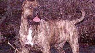 حبس مالك محل تسبب كلبه فى عقر طالب  ب6 أكتوبر