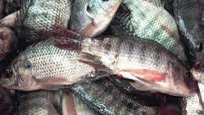 أسعار الأسماك اليوم الأربعاء 3-5-2023