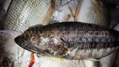 الثروة السمكية تحذر: 1 ملليجرام من سم سمكة الأرنب يقتل الإنسان
