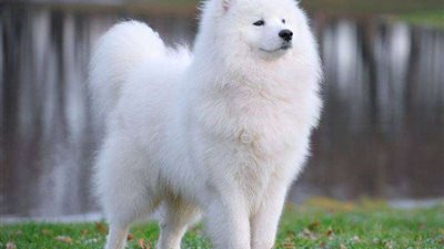 بالفيديو.. كلبة تنتظر مالكها المريض خارج مستشفى لـ 6 أيام