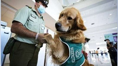 دولة عربية تستخدم الكلاب للتعرف على مصابي كورونا