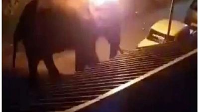 جريمة غير إنسانية.. إشعال النيران في جسد فيل حتى الموت