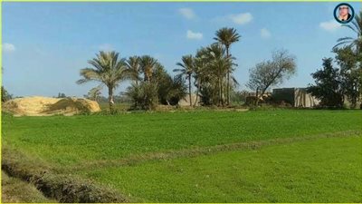 برلمانية: تطوير الريف يُساهم في انخفاض معدلات الهجرة الداخلية وزيادة