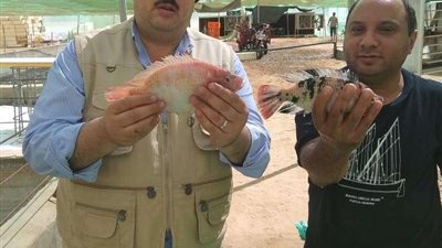 قبل افتتاحه اليوم.. تعرف على مزايا مشروع الفيروز للاستزراع السمكي