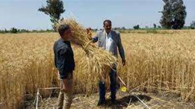 حصاد الذهب الأصفر.. استعدادات مكثفة بالقليوبية لحصاد 40 ألف فدان