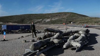 علماء يونانيون يكتشفون شجرة متحجرة عمرها 20 مليون عام