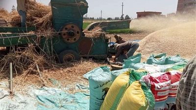 الزراعة: منظومة توريد القمح موجودة منذ العصر الفرعوني.. فيديو