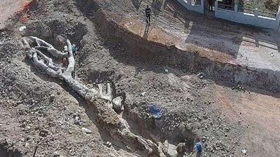 عمرها 20 مليون سنة.. اكتشاف شجرة متحجرة نادرة