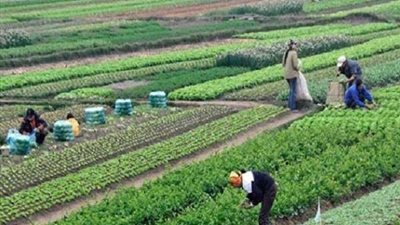 الحجر الزراعي: مصر تحتل المركز الأول عالميا في تصدير الموالح