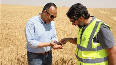 نائب محافظ المنيا يشهد بدء حصاد محصول القمح بمزرعة القناة