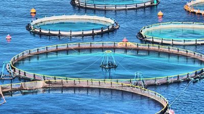 توفير أسماك واستصلاح أراضي.. كيف استفاد الوادي الجديد من الاستزراع السمكي التكاملي|خاص