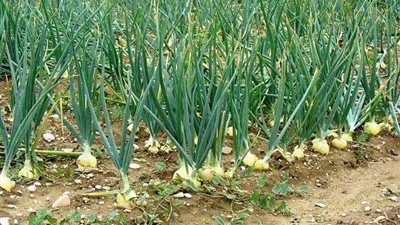 لـ مزارعي البصل.. توصيات فنية يجب مراعاتها خلال شهر فبراير