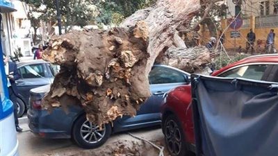 إصابة 5 أشخاص إثر سقوط شجرة ضخمة على 3 سيارات بالمهندسين