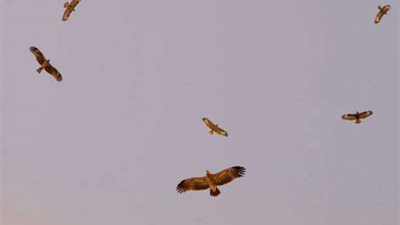 وزيرة البيئة: بحيرات الأكسدة أحد المعالم السياحية الرئيسية بشرم الشيخ