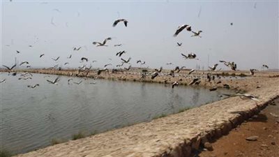 بعد إعلان «البيئة» تنظيم احتفالية يوم الطيور بها.. كل ما تود معرفته عن بحيرات الأكسدة بشرم الشيخ