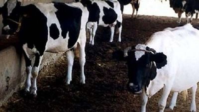 وزير التموين: تم الاتفاق على توفير اللحوم الحية من هذه الدولة