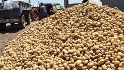 عايشين بخيرها.. مبادرة لتنمية محصول البطاطس ببني سويف