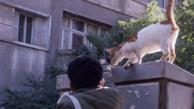 بهدف إطعامهم.. شباب يتجولون بالشارع لمساندة الكلاب والقطط المشردة