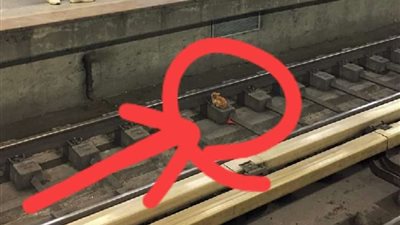 بعد صور مواقع التواصل..الحماية المدنية تنقذ القطة العالقة بمحطة مترو عبده باشا