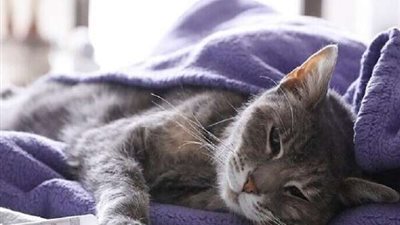 إصابة أول قط بفيروس كورونا