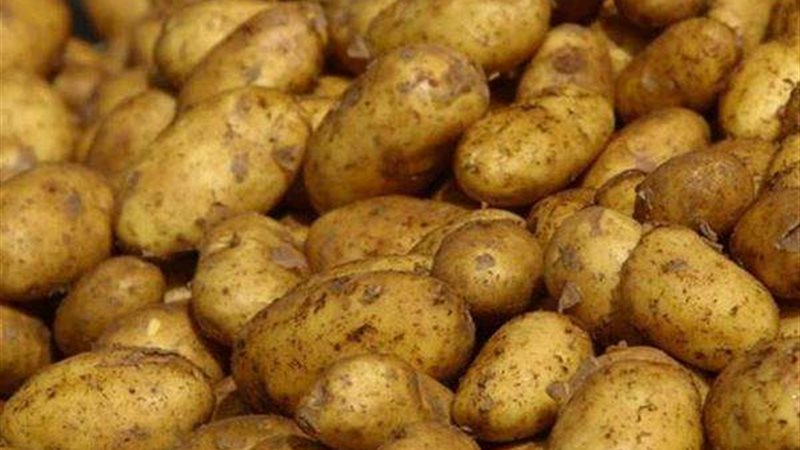 انتاج البطاطس