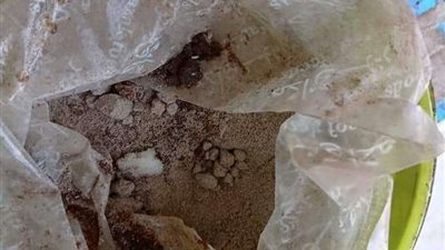 التحفظ علي 2500 كرتونة مقرمشات وجيلي مجهولة المصدر في حملة بالقليوبية